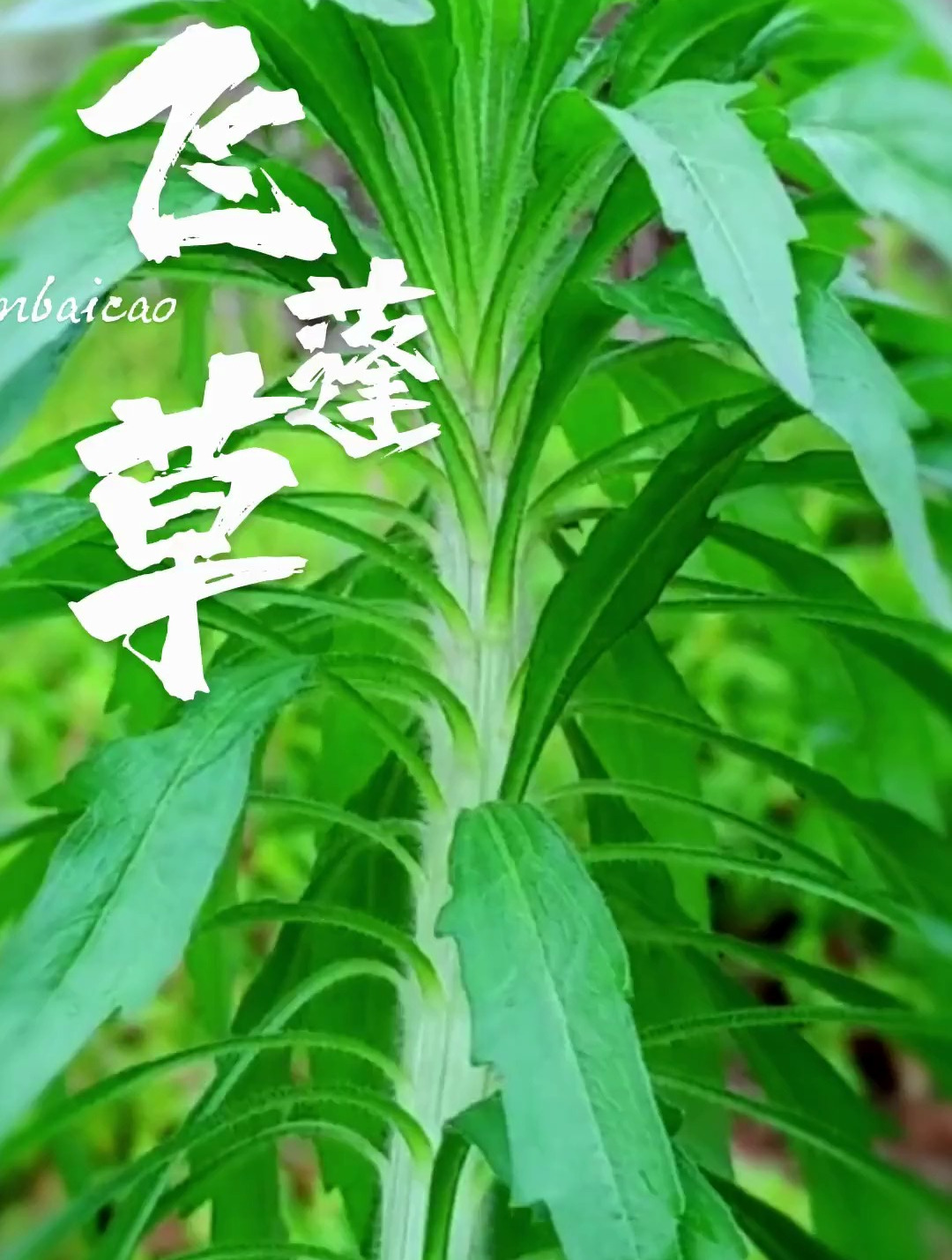 植物科普:飞蓬草你认识吗?它外观相似鸡毛掸子
