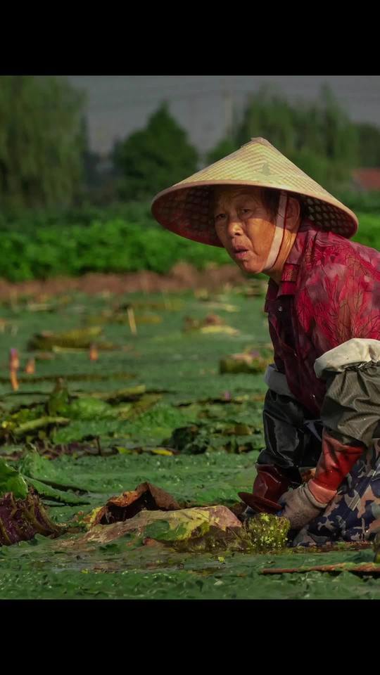 每年9—10月份到了鸡头米采收的季节,致鲜之物唯有这一碗