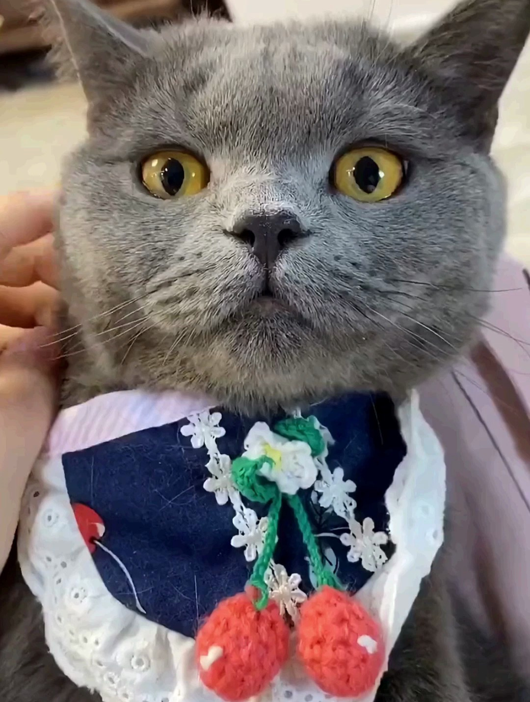 泡芙和安生终于又有新进展啦,这波求婚的糖,我先吃了