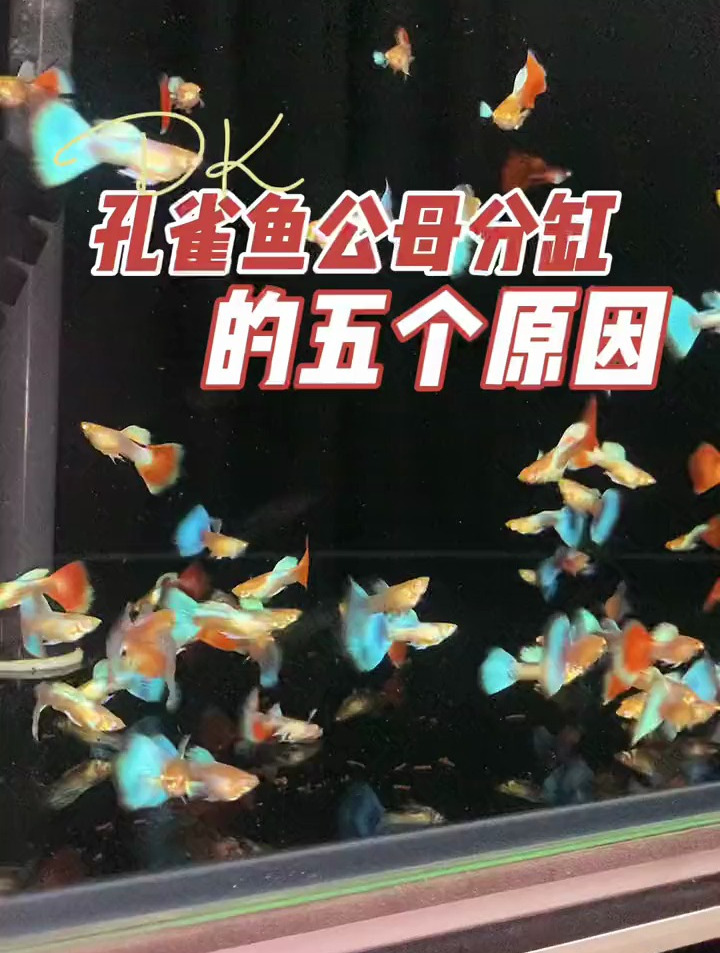 孔雀鱼为什么要公母分开饲养