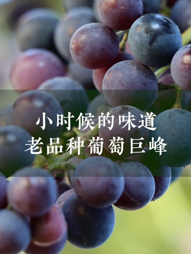 小时候的味道,老品种葡萄巨峰