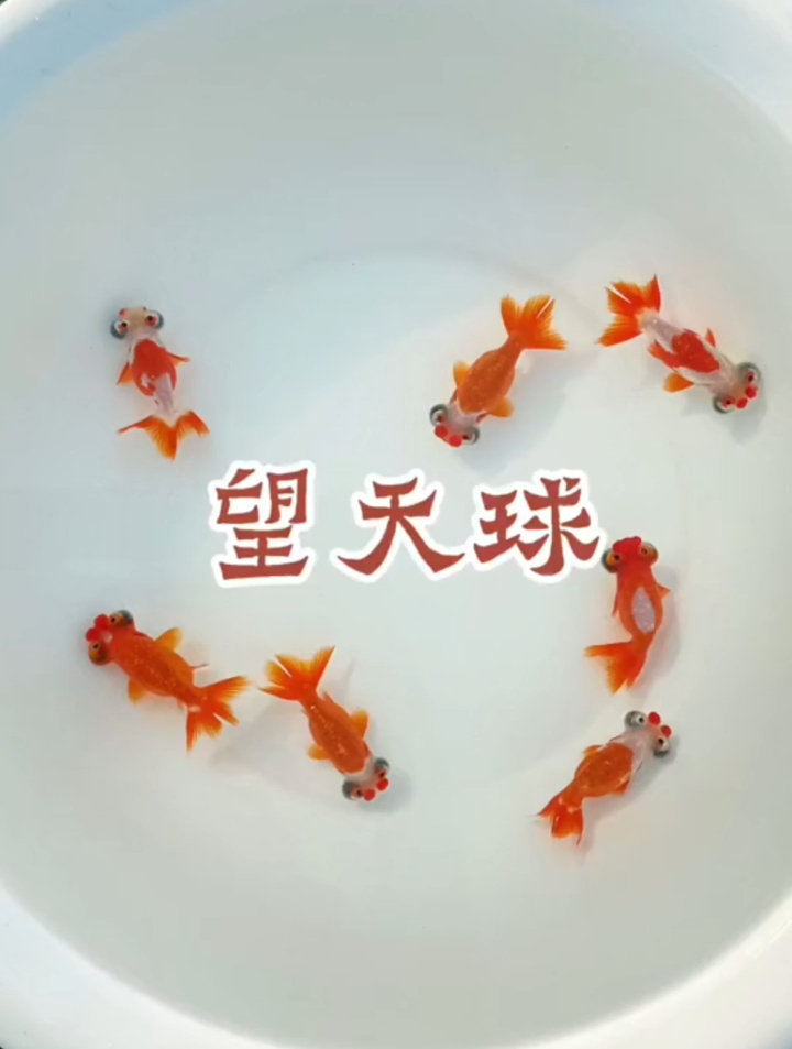 金鱼望天球是个什么品种?顾名思义就应该想象得到,眼睛肯定看天