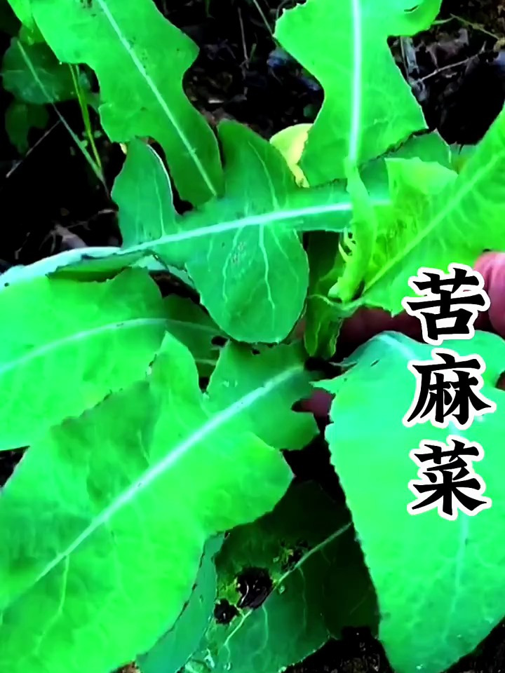 苦麻菜,他全身都是宝,在农村有经验的人采摘它的根洗干净煮水喝
