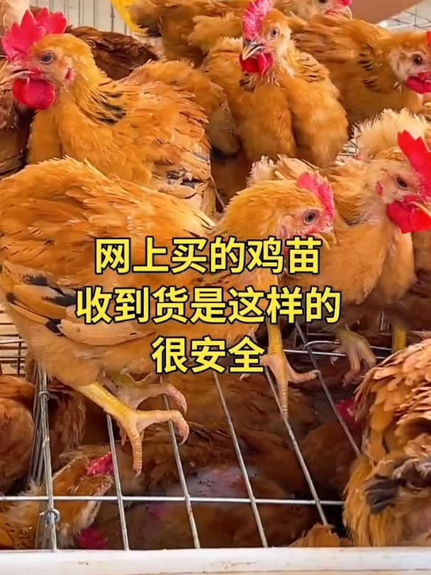 公母都有农村散养土鸡大红公鸡脱温鸡苗芦花鸡