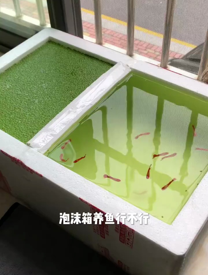 泡沫箱养鱼行不行?让养鱼前辈来给你科普一下
