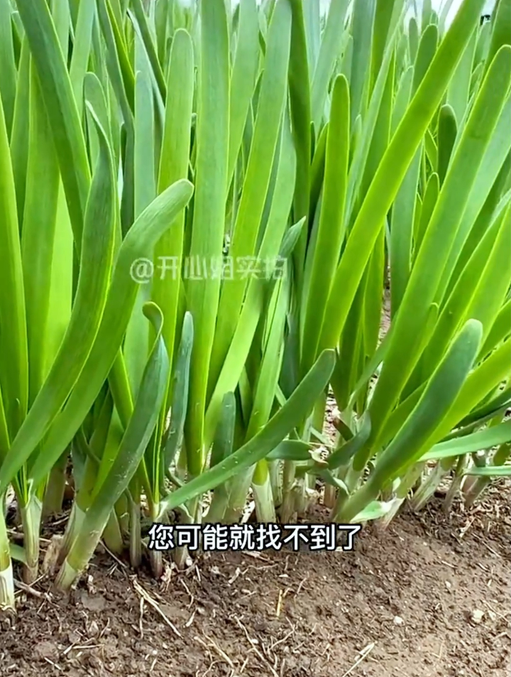 韭菜什么时候种植最好,怎么做才能粗胖油绿?4个小技巧告诉你!