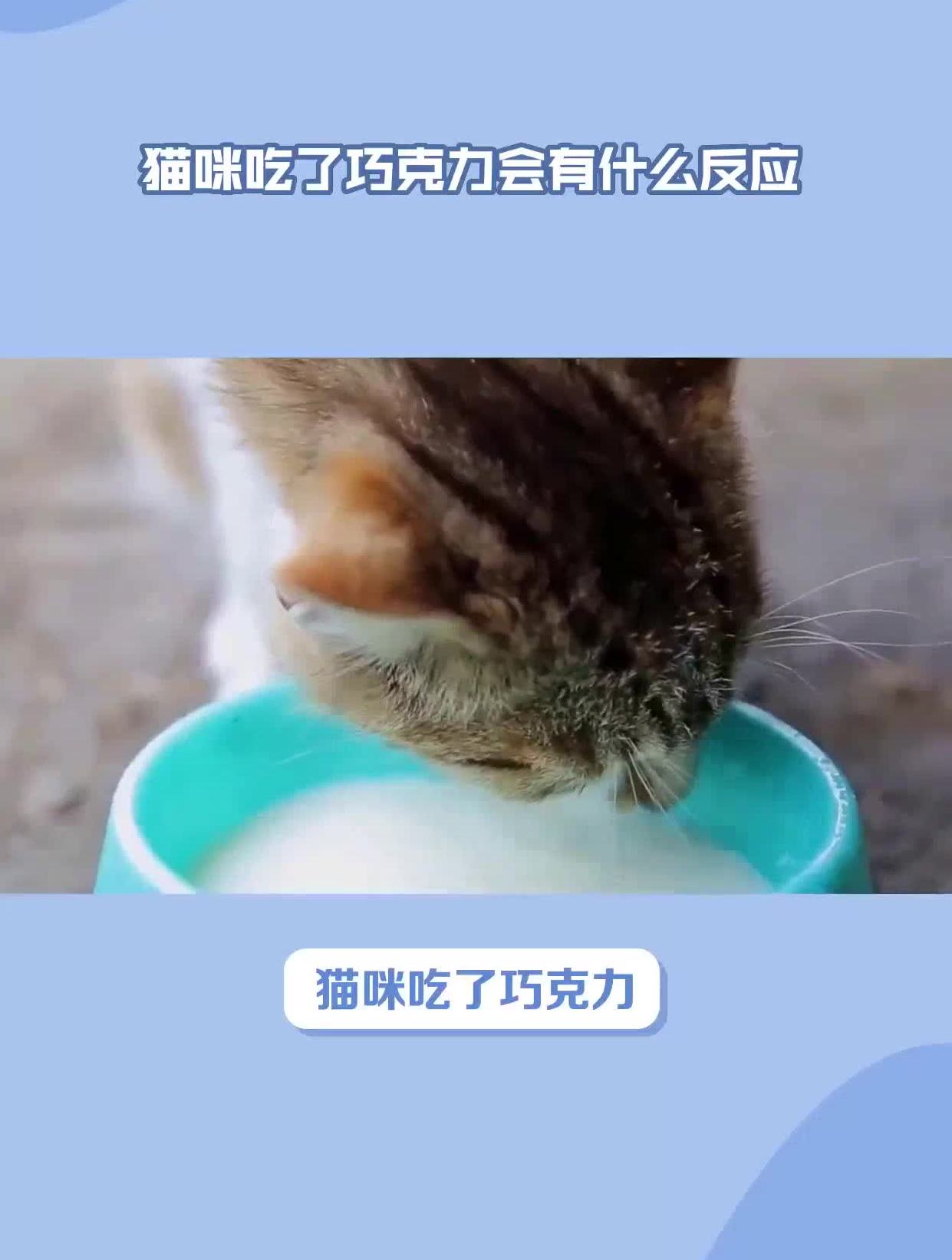 猫咪吃了巧克力会有什么反应