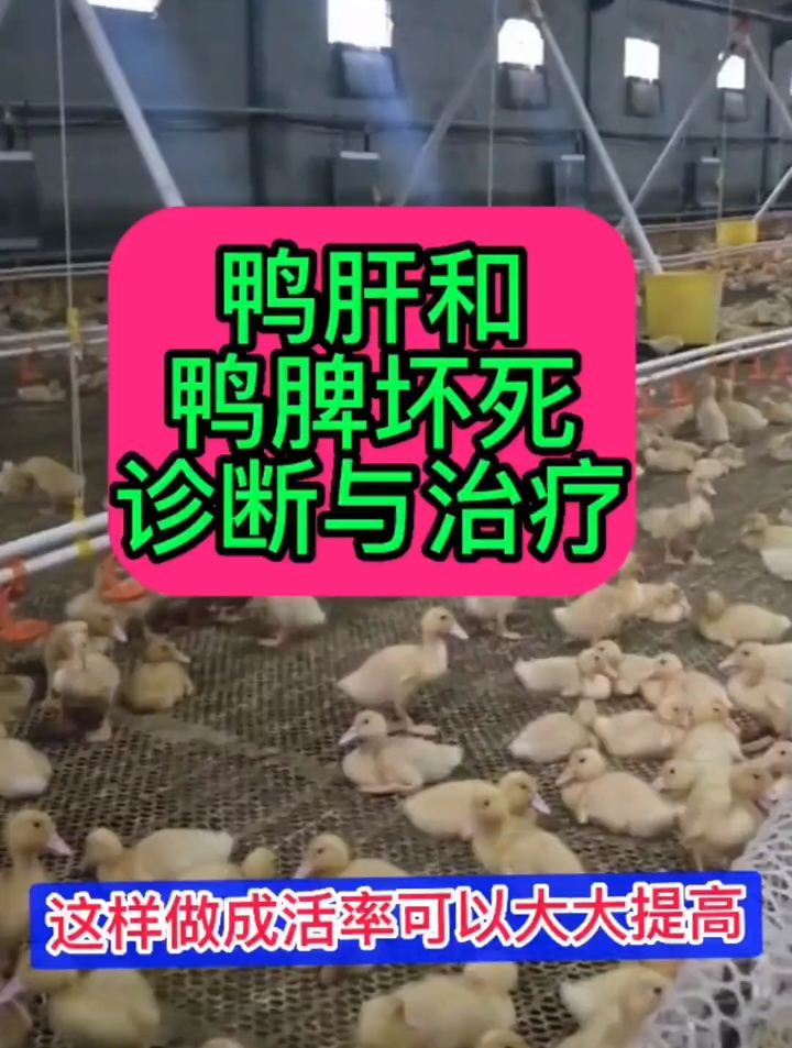 鸭肝,脾坏死的诊断,与治疗