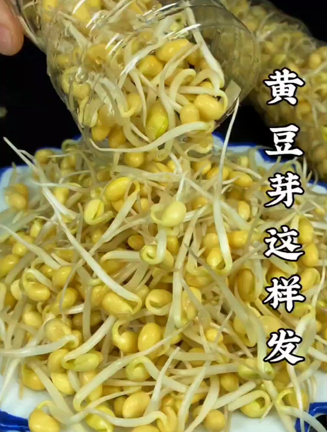 家里的黄豆别再扔了,今天教你自己在家种豆芽