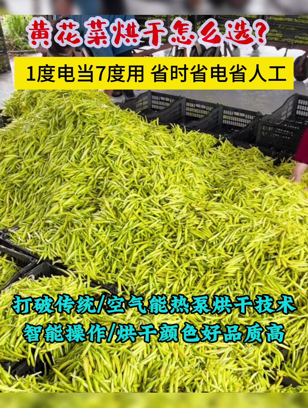 黄花菜种植大户的福利单品黄花菜烘干机