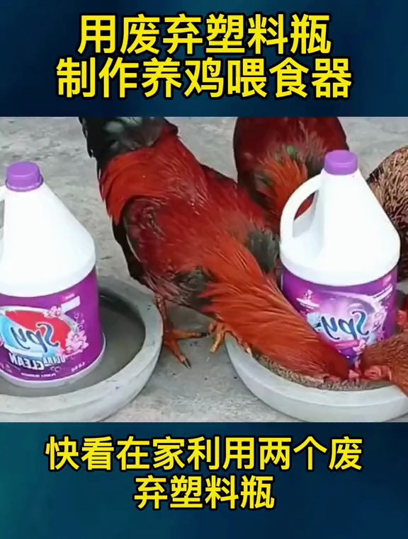 用废弃塑料瓶,制作养鸡喂食器 养鸡人 养鸡小妙招