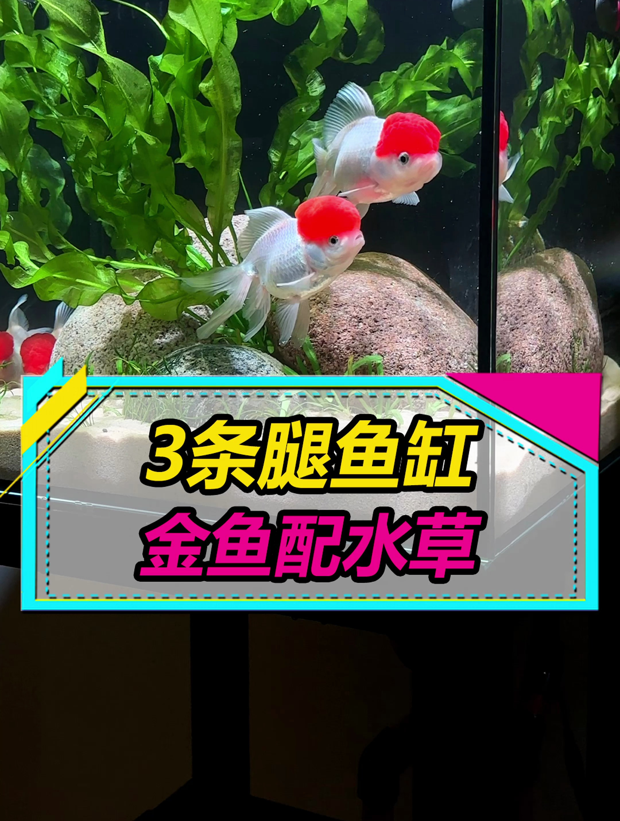 不同寻常的鱼缸,配不同寻常的养鱼造景,红配绿也能很好看啊!