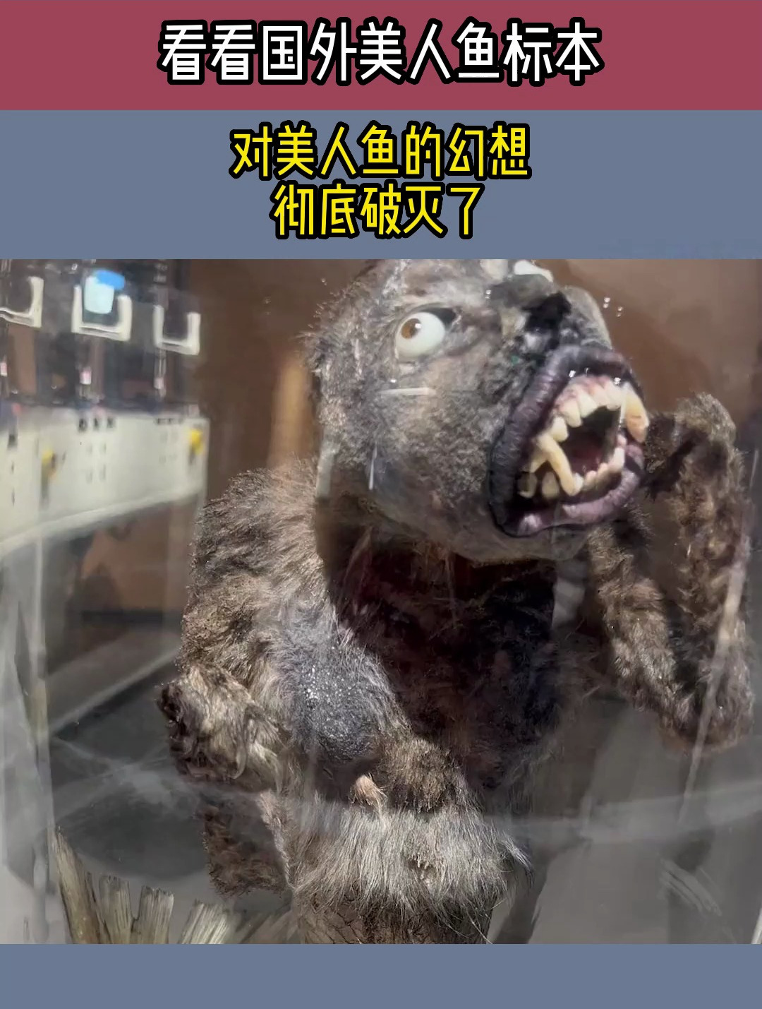 看看国外美人鱼标本,对美人鱼的幻想,彻底破灭了