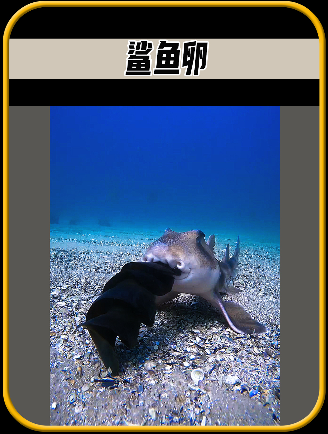 你见过鲨鱼卵吗,太不可思议了,值得一看