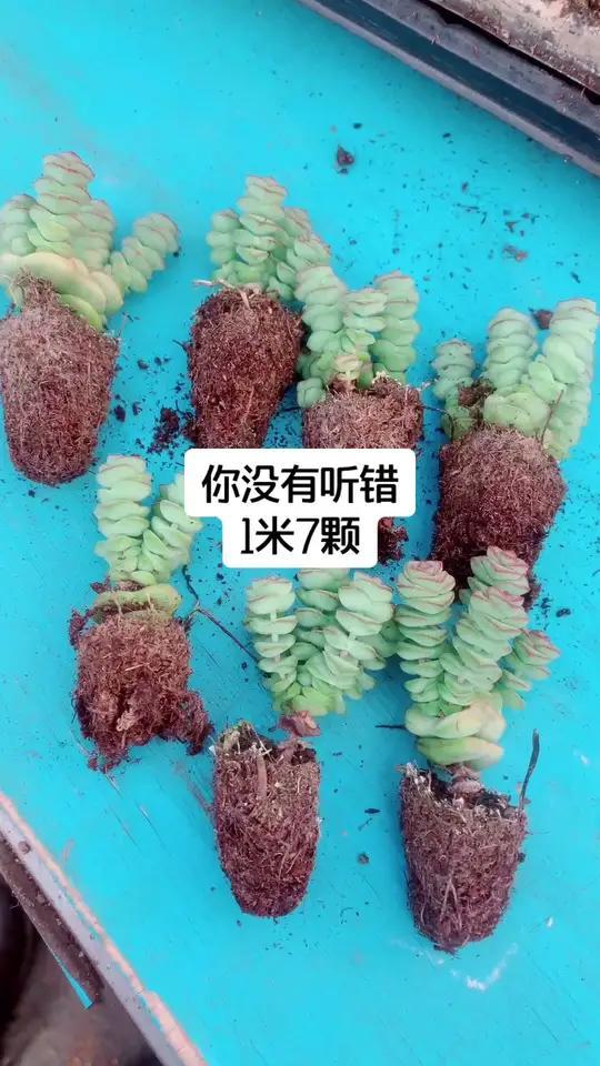 玫瑰与钱串的多肉情缘