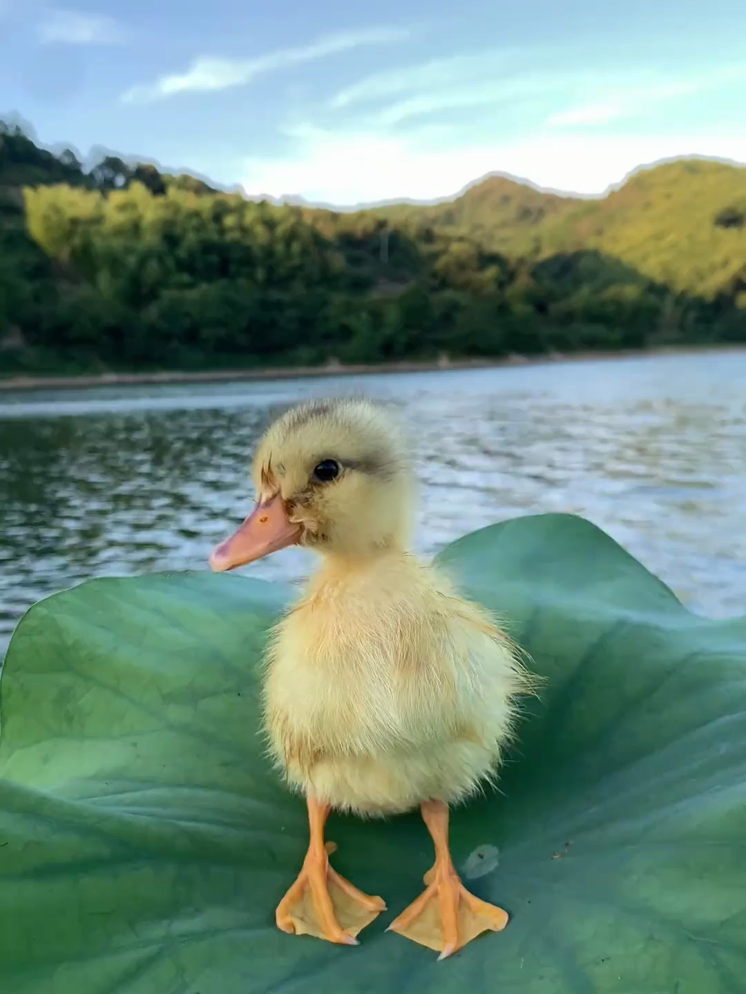 小鸭子开始游泳了