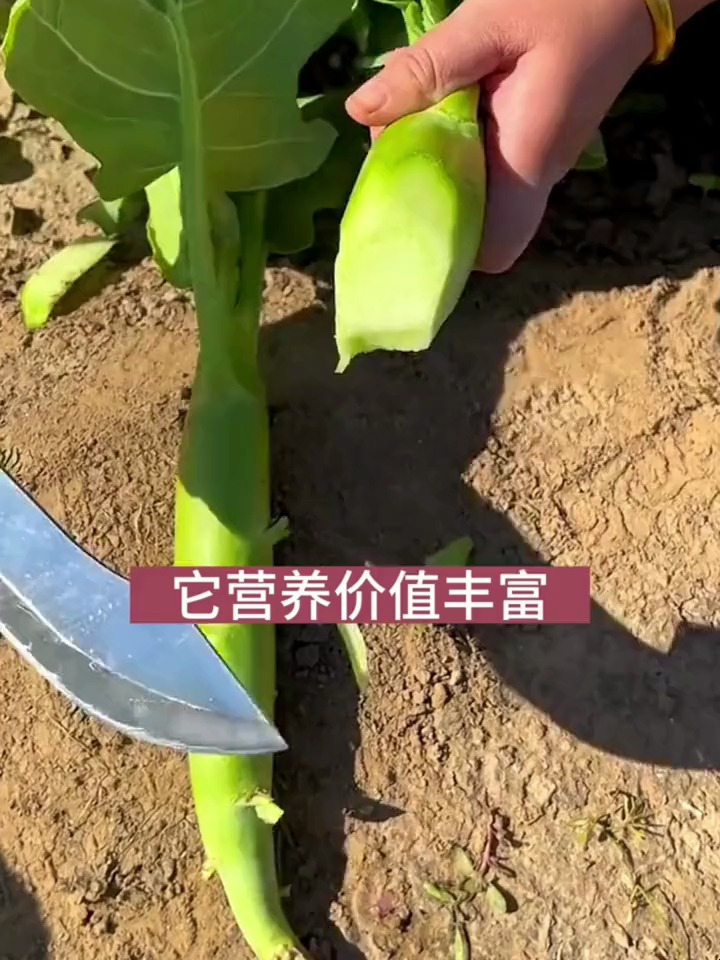 市场少见的蔬菜,长相似鸡腿的芥兰,种一次比韭菜还能割!
