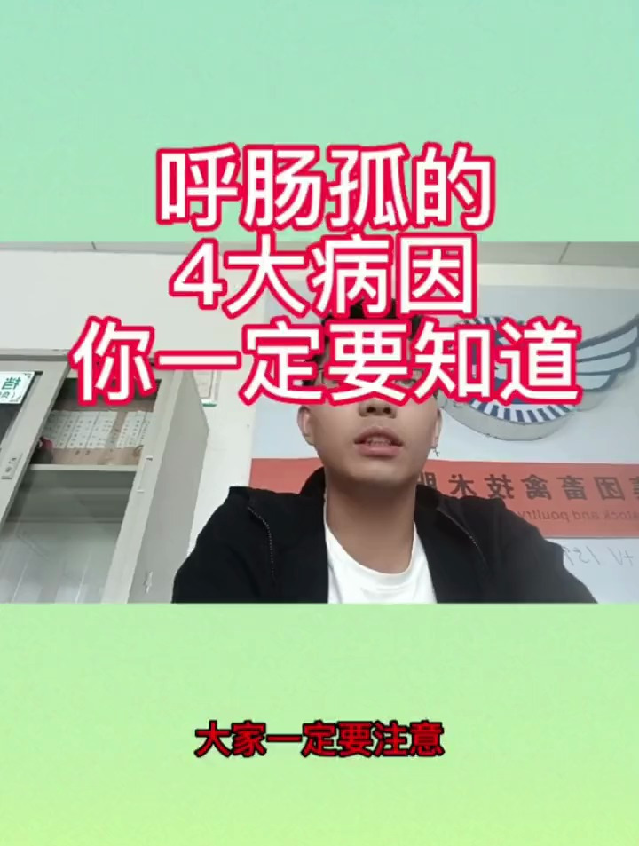 鸭子脾坏死的4大原因,你一定要知道