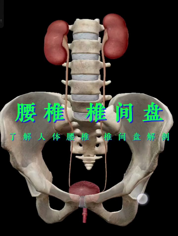 解读人体结构——腰椎,椎间盘,有腰椎盘突出的注意了