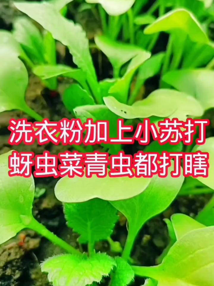 家里种了青菜,生了虫子,不用打药,用这个小妙招让虫子死光光