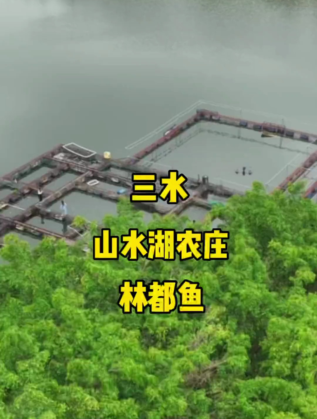 在三水洲边这个原生态山水湖农庄竟然吃到难得一遇的林刀鱼生