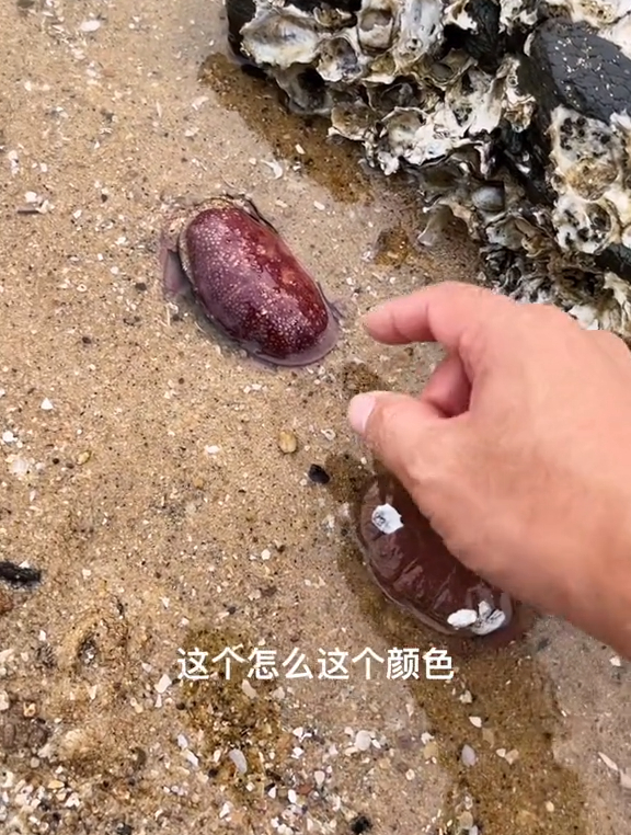 退潮了，面包蟹子，癞蛤蟆鱼……