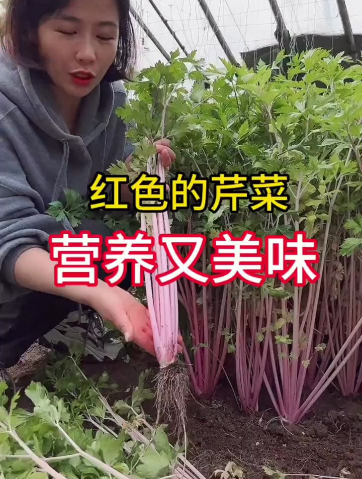 可以当水果吃的芹菜,你知道吗?根系是红色的,市场少见价值高!