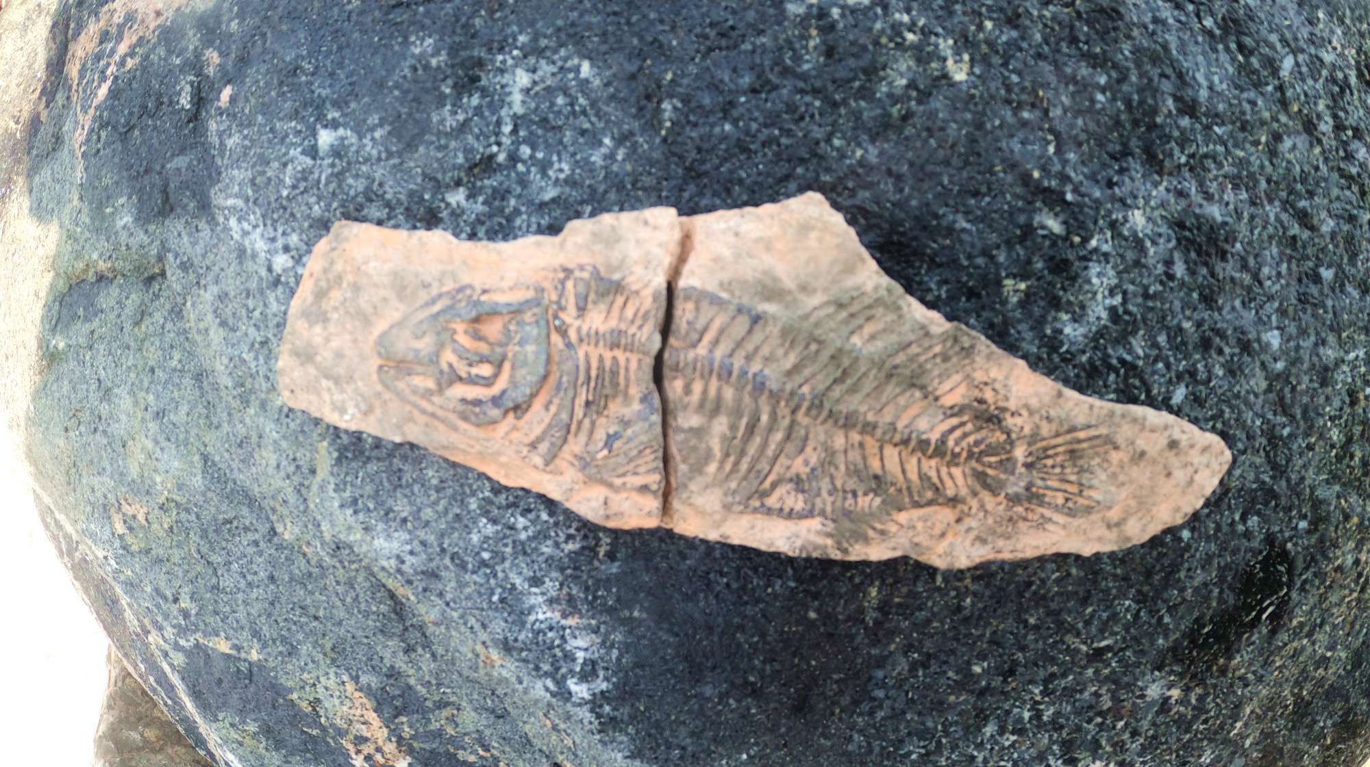 赶海运气爆棚捡到鱼骨化石,村里人都说是远古遗物,大胖惊呆了