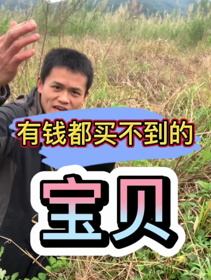 苦斋婆,学名又叫败酱草,这个野菜你们会吃吗?