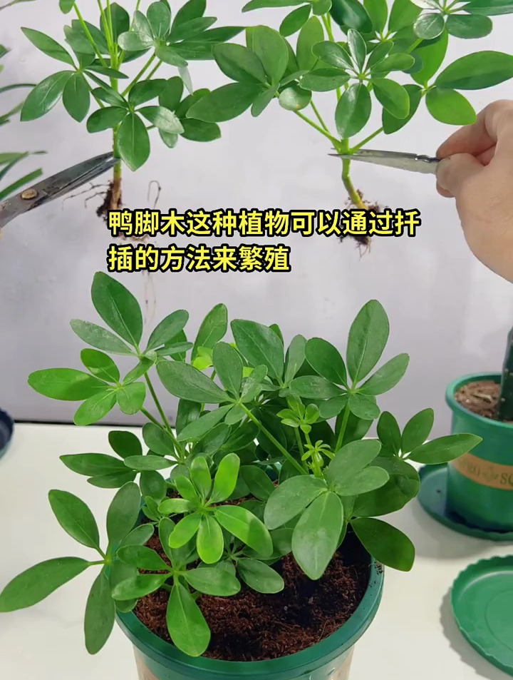 鸭脚木可以通过扦插的方法,进行繁殖,步骤非常的简单!