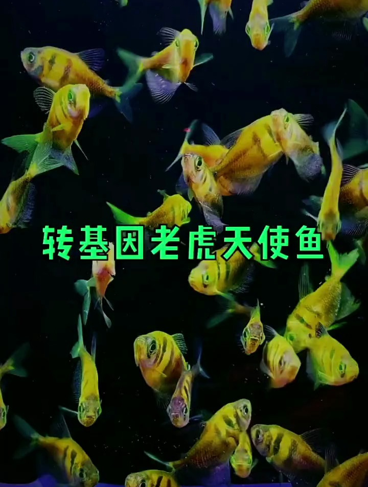 转基因老虎天使鱼,反正现在没有,哈哈哈哈