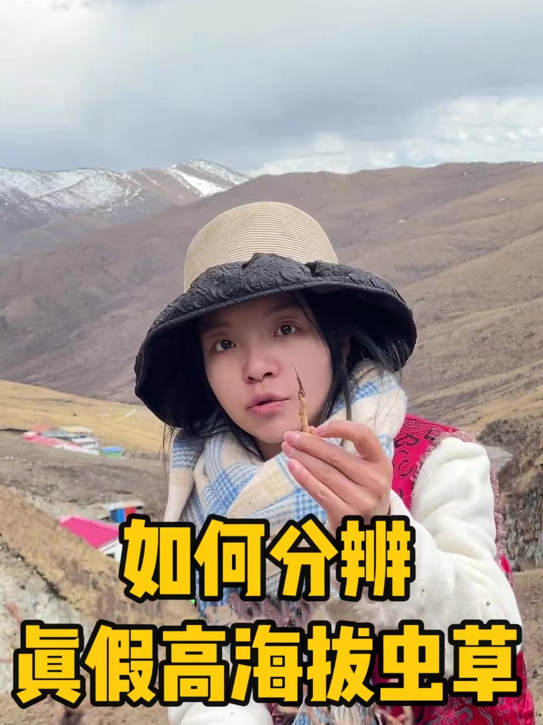 真假高海拔虫草到底如何分辨?