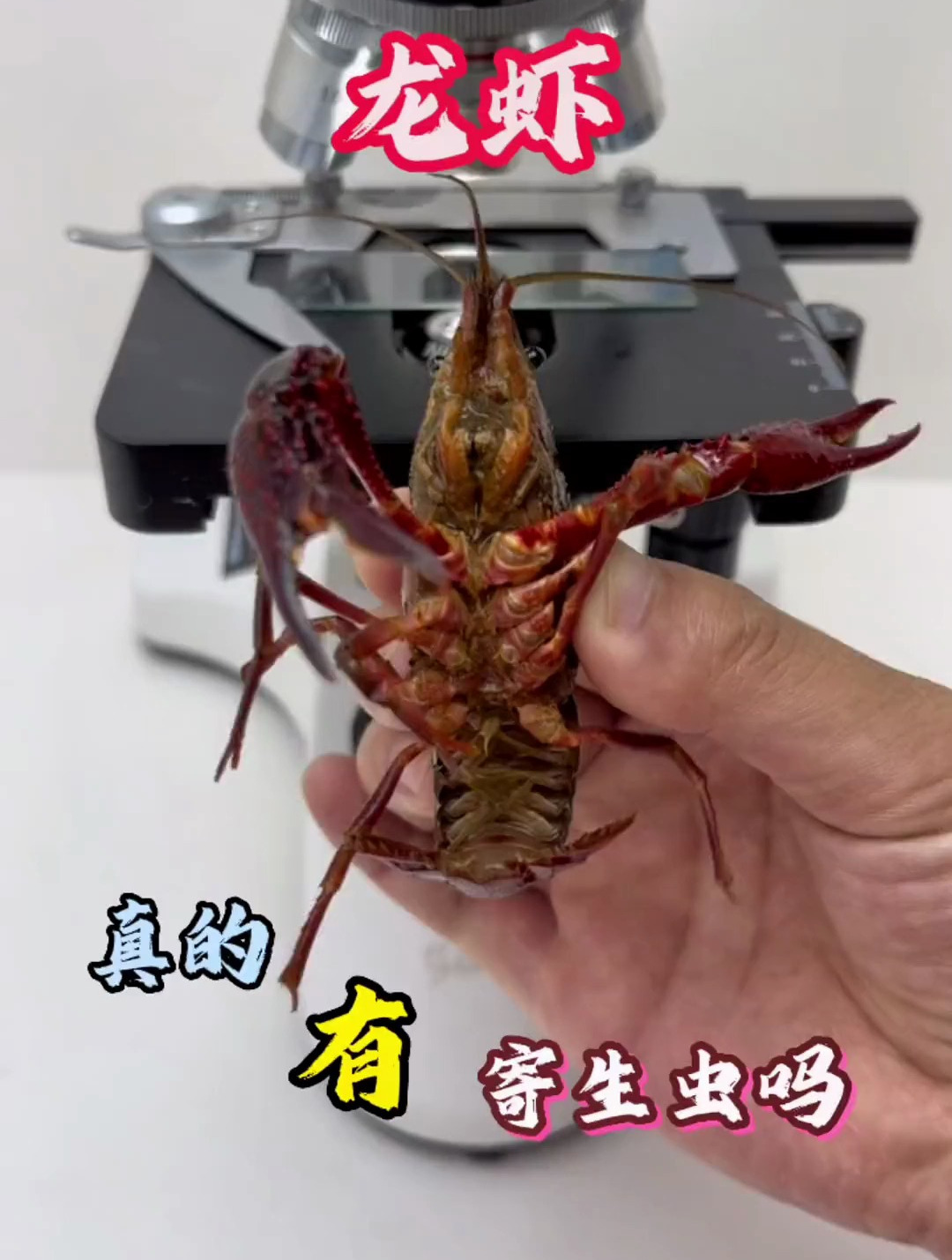 龙虾真的有寄生虫吗
