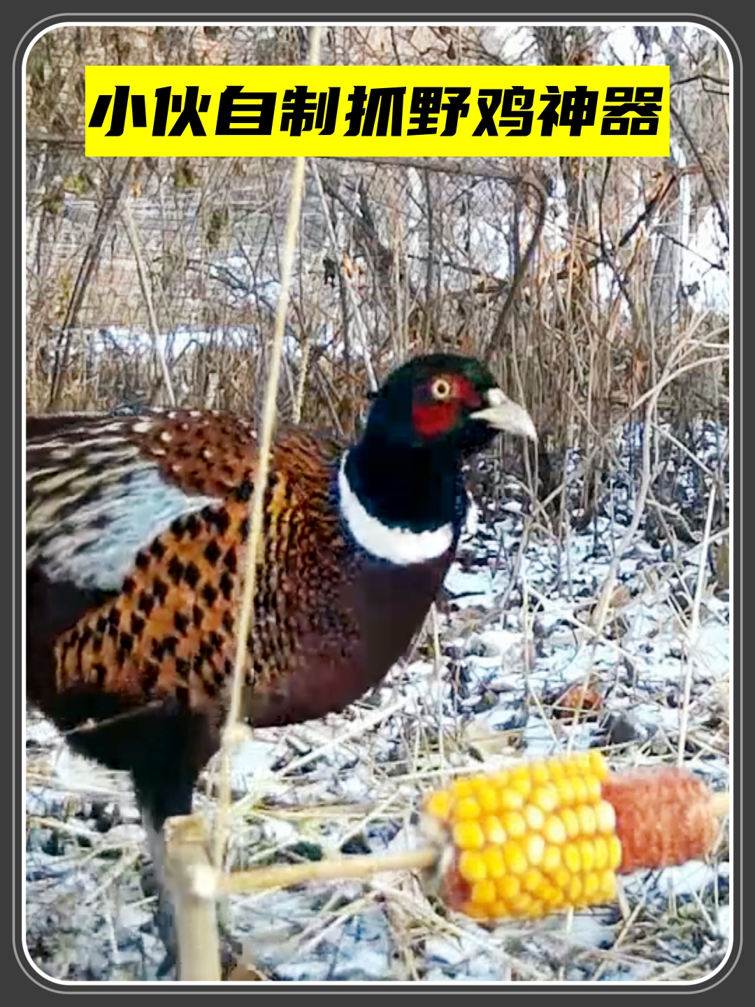 小伙野外布置野鸡陷阱,贪吃的野鸡上当了