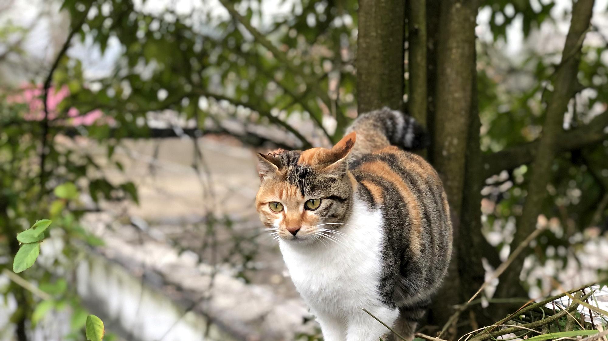 [图]三花猫受伤后被困屋顶,铲屎官为救猫也搞得浑身是伤,令人心疼!