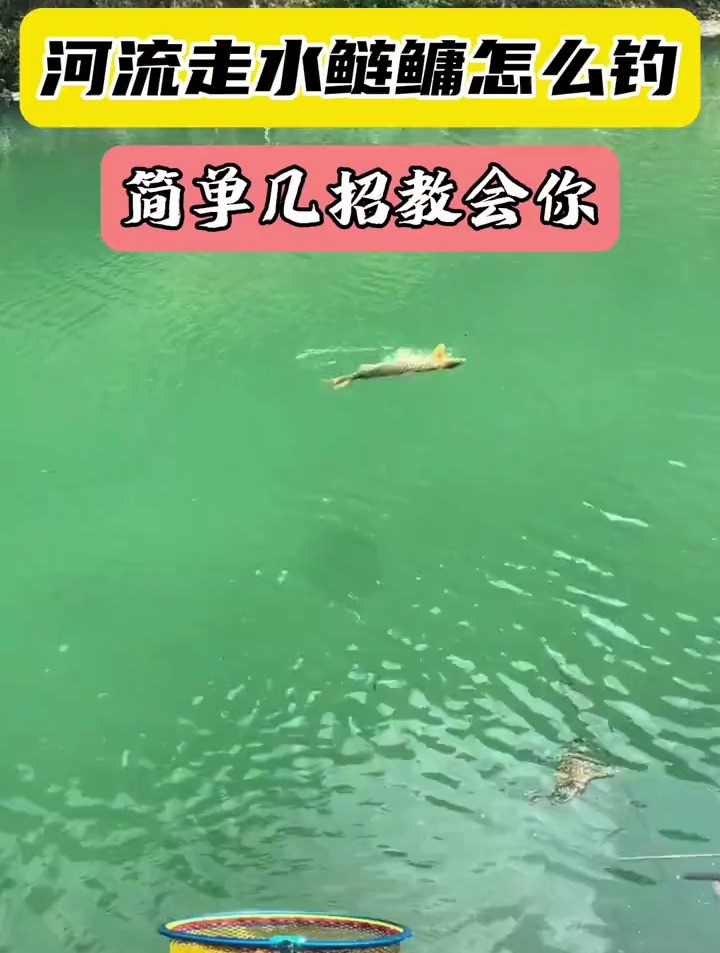 河流走水鲢鳙怎么钓?钓友分享这3个秘诀,轻松连杆!