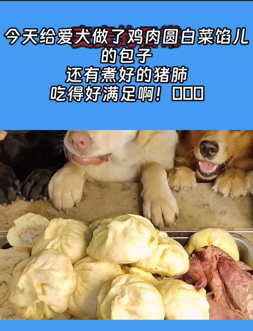 今天给爱犬做了鸡肉圆白菜馅儿的包子,还有煮好的猪肺,吃得好满足啊!