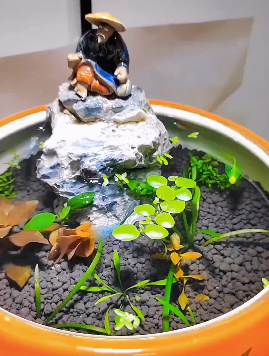 猜猜这小缸能运行多少天?浮萍水草、蝶翼斑马绿色小鱼都漂亮啊!