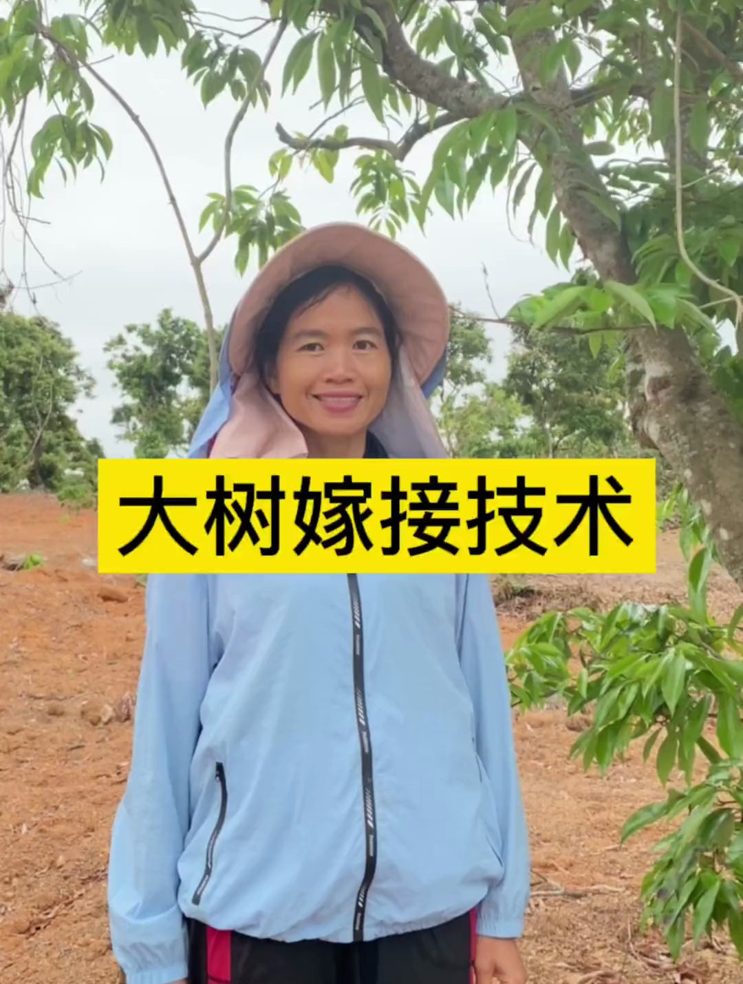 每天学一个果树嫁接技术之荔枝大树嫁接技术