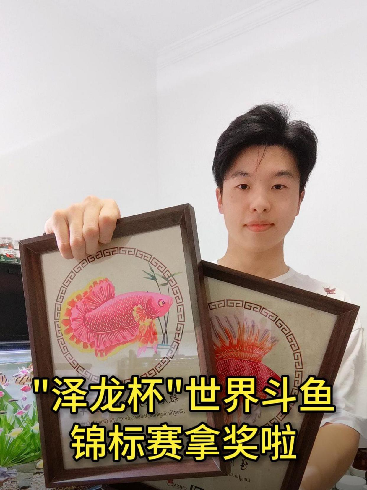 泰国斗鱼世界锦标赛拿奖啦,分享两个得奖小窍门!