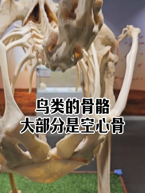 这些骨骼标本你都认识吗