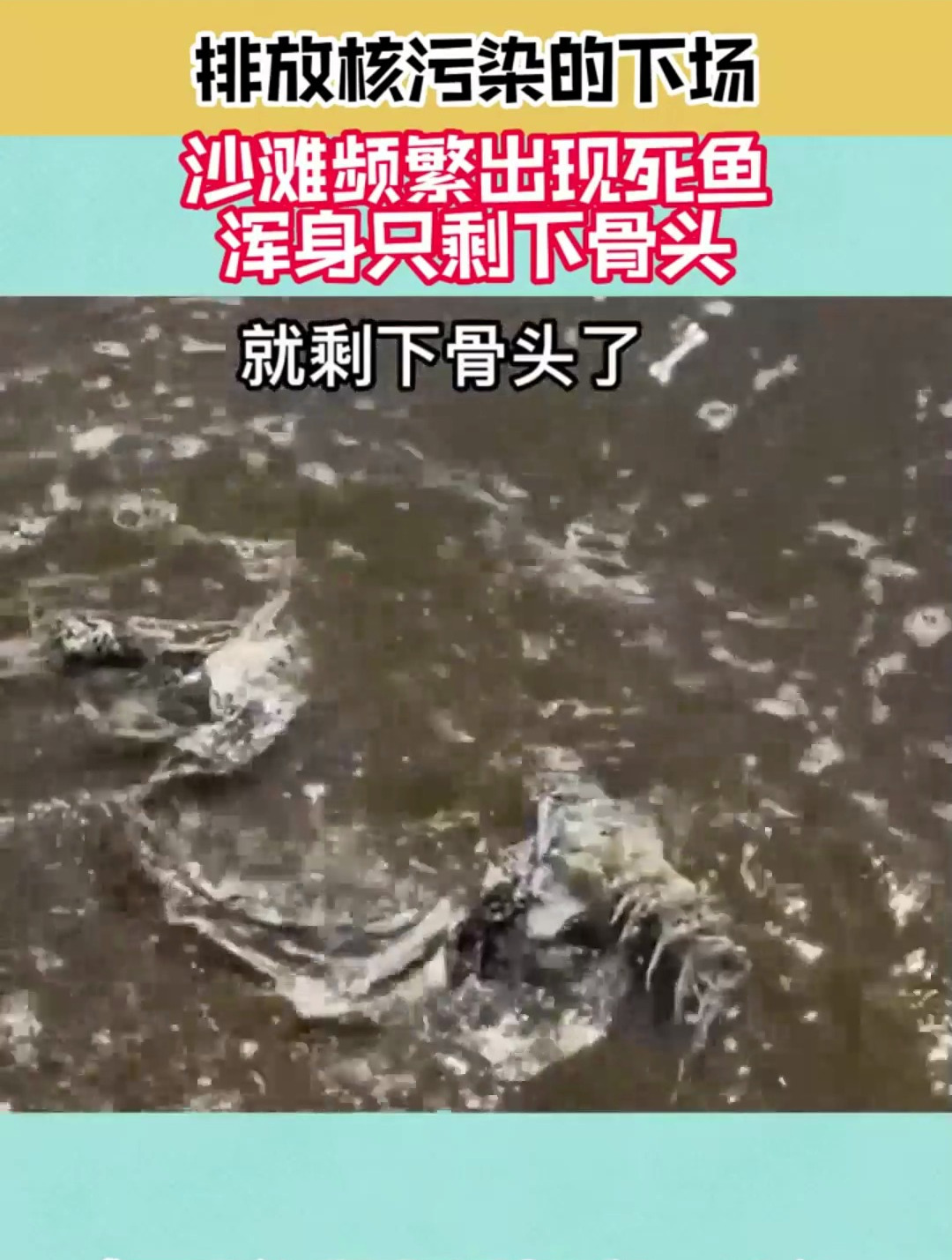 排放核污染的下场,沙滩频繁出现死鱼,浑身只剩下骨头