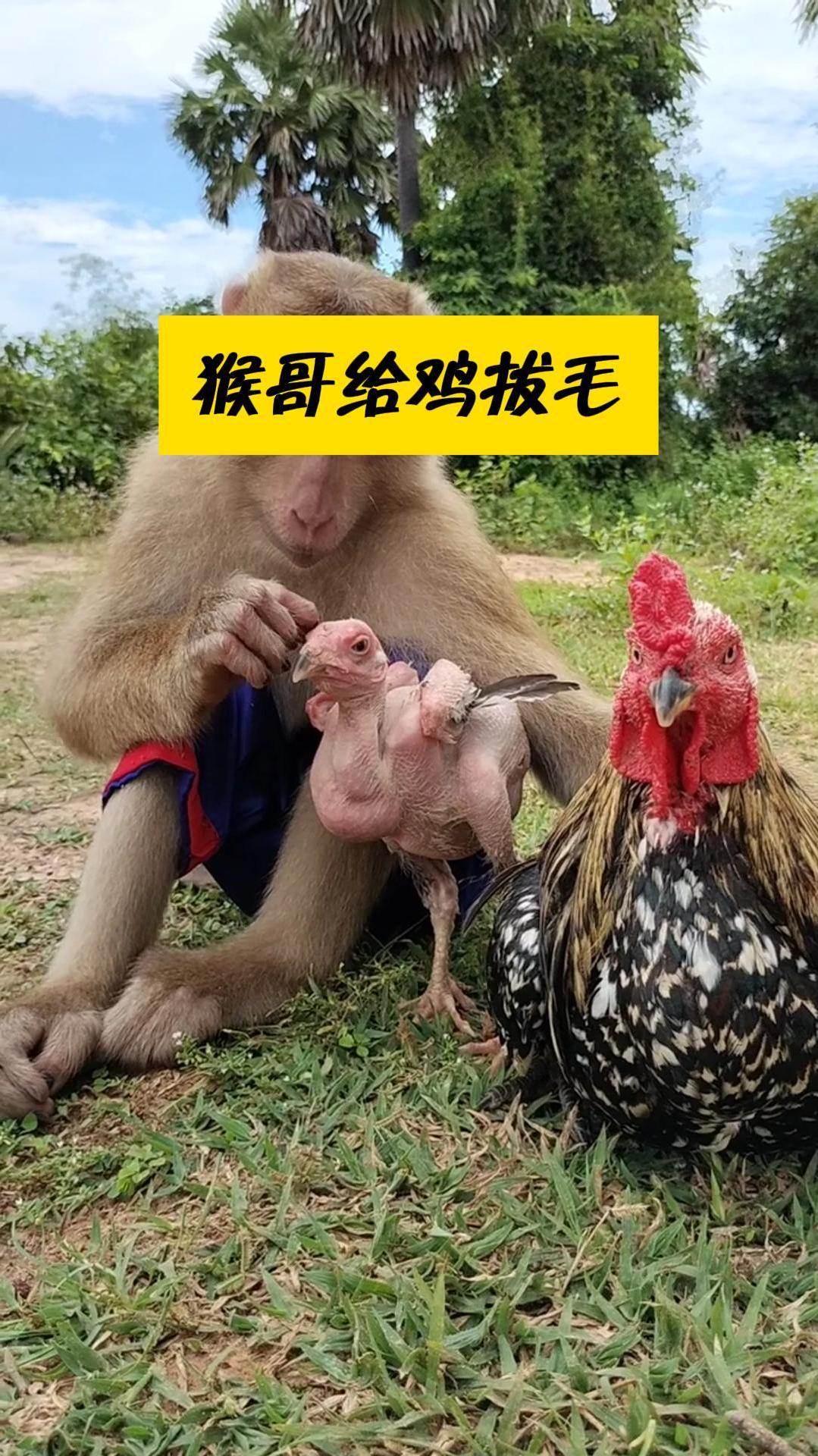 猴哥把小鸡毛拔光,真是太坏了
