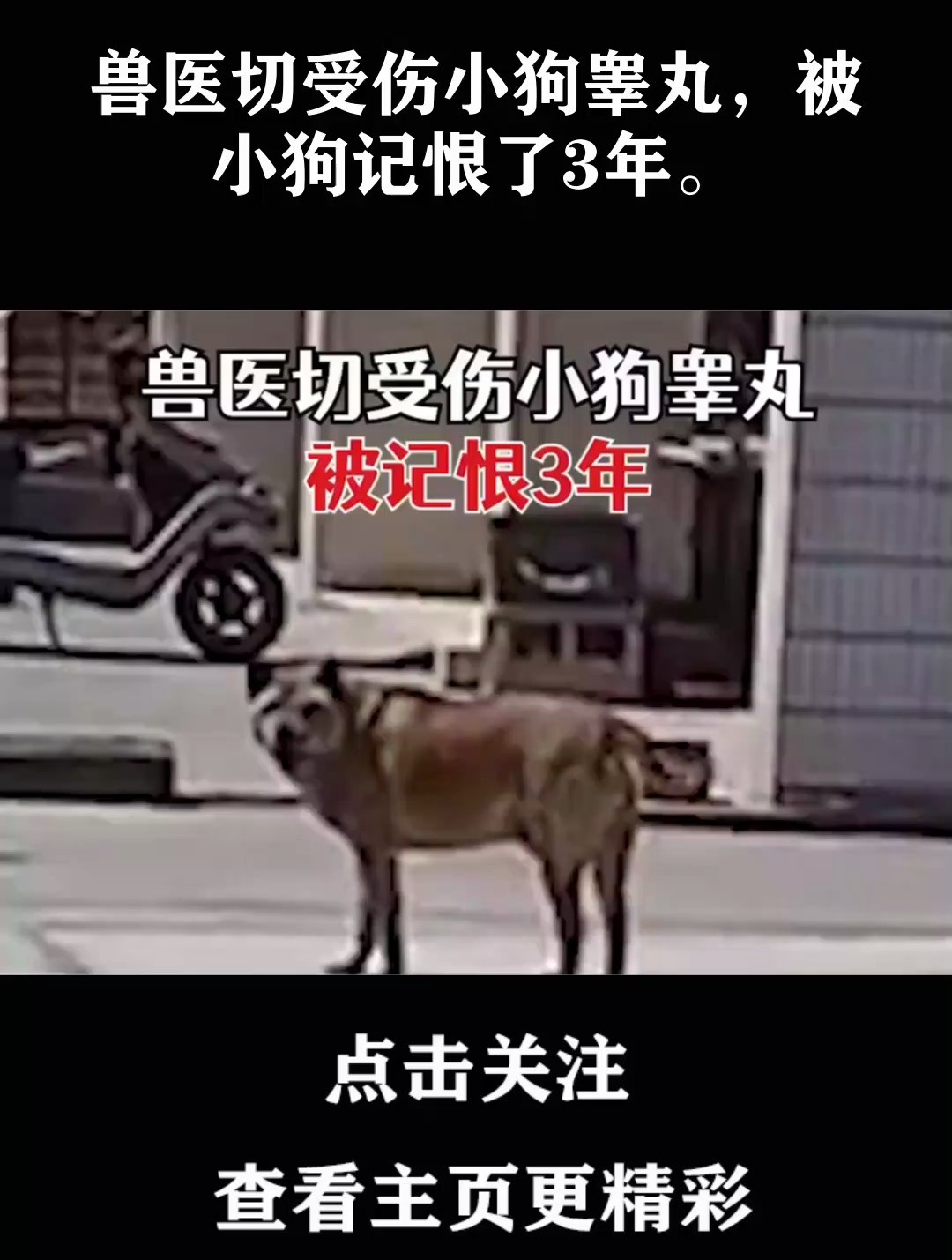 兽医切受伤小狗睾丸,被小狗记恨了3年