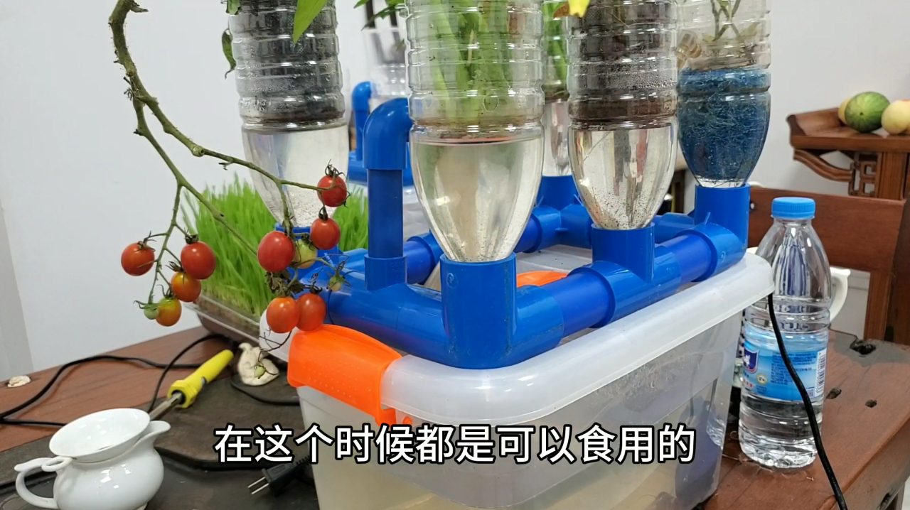 阳台上的小农场,离不开的扦插神器,桌面鱼菜共生系统