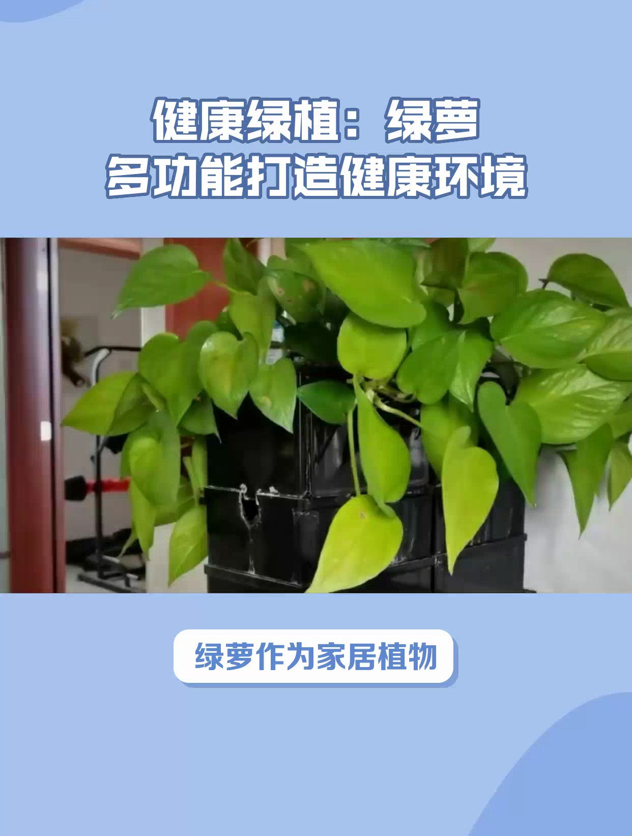 健康绿植:绿萝,多功能打造健康环境
