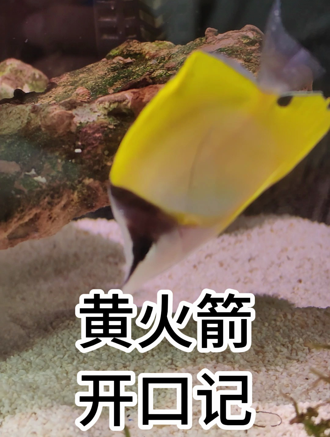 黄火箭怎么开口?黄火箭吃什么?黄火箭吃珊瑚吗?黄火箭白点吗?