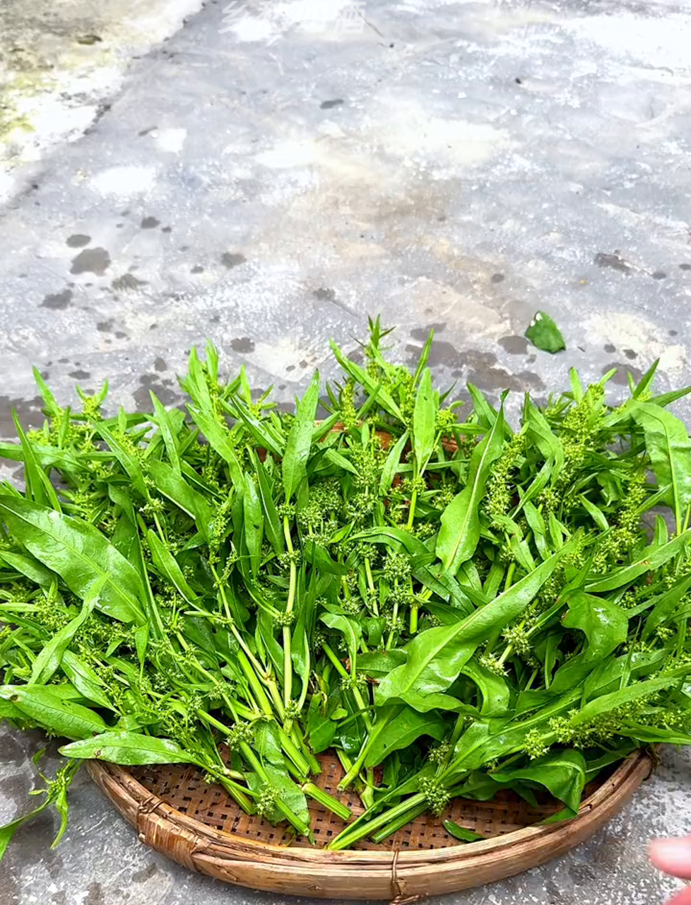 你听说过野菠菜吗?村里人喜欢摘它的花晒干用