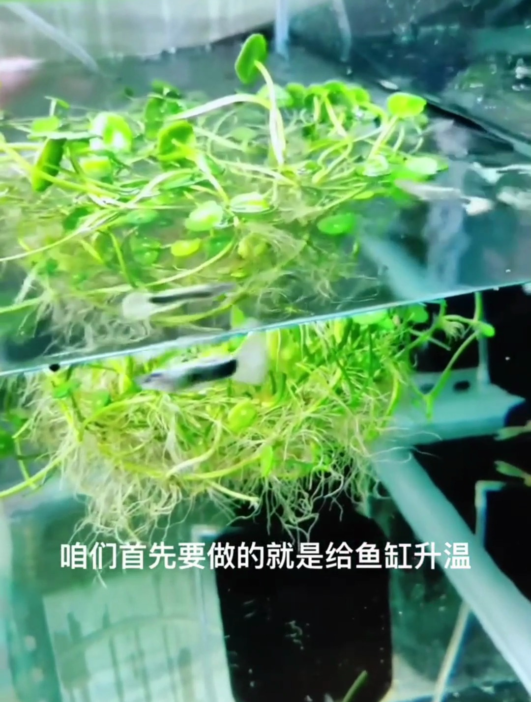 孔雀鱼身上的白点怎么解决?了解白点就很好治疗了!直接升温就行