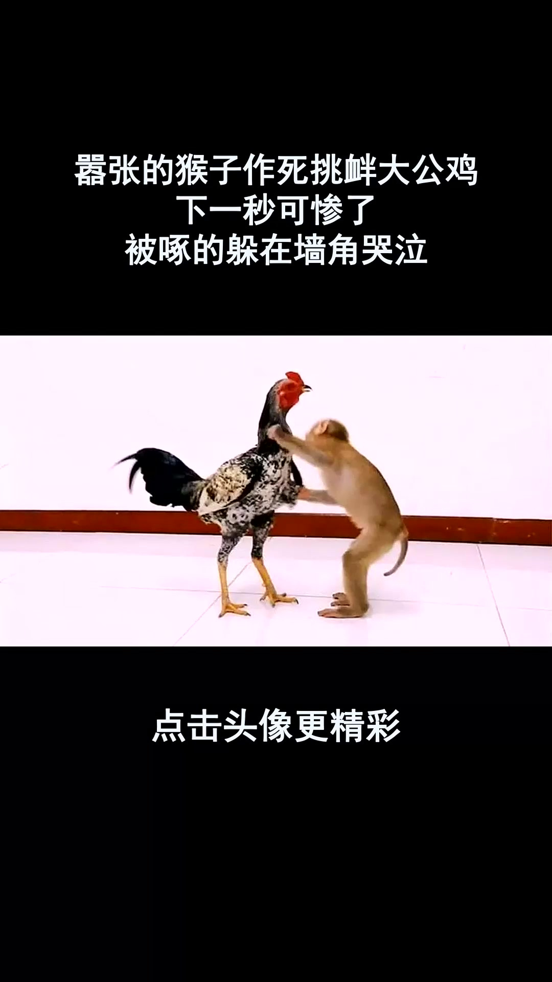嚣张的猴子作死挑衅大公鸡,下一秒可惨了,被啄的躲在墙角哭泣